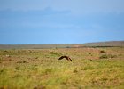 Steppebuizerd (Steppe buzzard)(buteo buteo vulpinus) - Bayanzag 19-08-2016 (9)